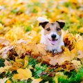 犬が干し柿を食べる…