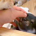 生後20日の赤ちゃん…