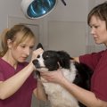 犬にウジ虫が寄生す…