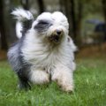 犬の前髪は長いまま…