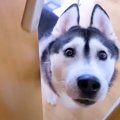 ハスキー犬『ぼくの…