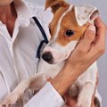 動物病院での犬のス…
