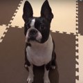 トリミングでツヤツ…