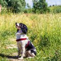 犬のしつけが与える…