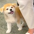 秋田犬の赤ちゃんが…