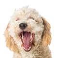 犬の歯が折れた！破…