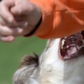 犬は突然凶暴化する…