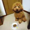 犬の腎臓病　予防と…