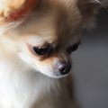 犬の糞が臭いと寿命…