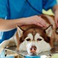 『病院嫌いな犬』が…