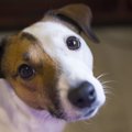 犬に気持ちを伝える…