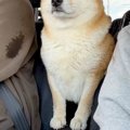 車の後部座席から運…