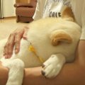 犬が『家族が1日いな…