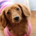 清潔に保とう！犬用…
