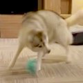ハスキー犬にボール…