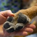 犬の肉球がカサカサ…