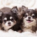『ツンデレな犬種』…