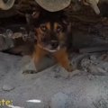 3頭の犬をネグレクト…