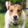 犬が『強がっている…