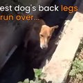 両後足を骨折して身…