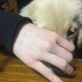 愛犬の歯磨きには歯…