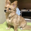 ポメックスってどん…