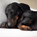 犬が『体調不良』に…