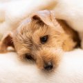 犬がいつもより元気…