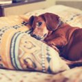 犬にタバコは悪影響…
