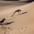 サウジアラビアで発…