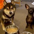 『ヨシ』の合図を待…