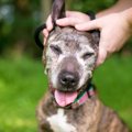 犬好きなら無視でき…