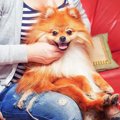 犬が膝（ひざ）に乗…