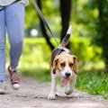 犬がお散歩で飼い主…