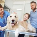 愛犬に最適な動物病…