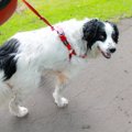犬がSOSを出している…