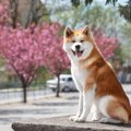 『飼い主に忠実な犬…
