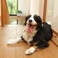 犬の留守番で大活躍…