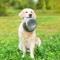 愛犬の体質にドッグ…