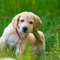 犬と飼い主に共通し…