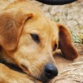 犬のストレス！飼い…