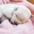 母犬が子犬の育児を…