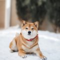 犬が冬に水を飲まな…