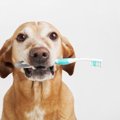 犬に歯磨きをする適…