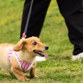 犬の散歩で大切なの…