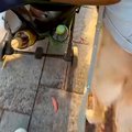 犬のカートを押して…