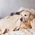 犬がいつも同じ場所…
