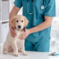 『犬に関わる職業』…