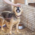 捨て犬の引き取り方…