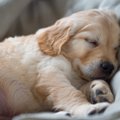 犬が寝ている時にし…